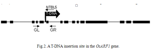 Fig.2..jpg