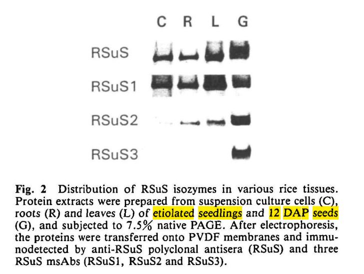 File:Picture. 4 Distribution of RSuS isozymes in various rice tissues.jpg