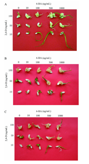 File:FIG4.png