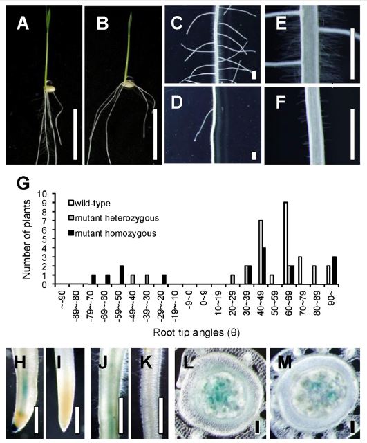 Figure 1.JPG