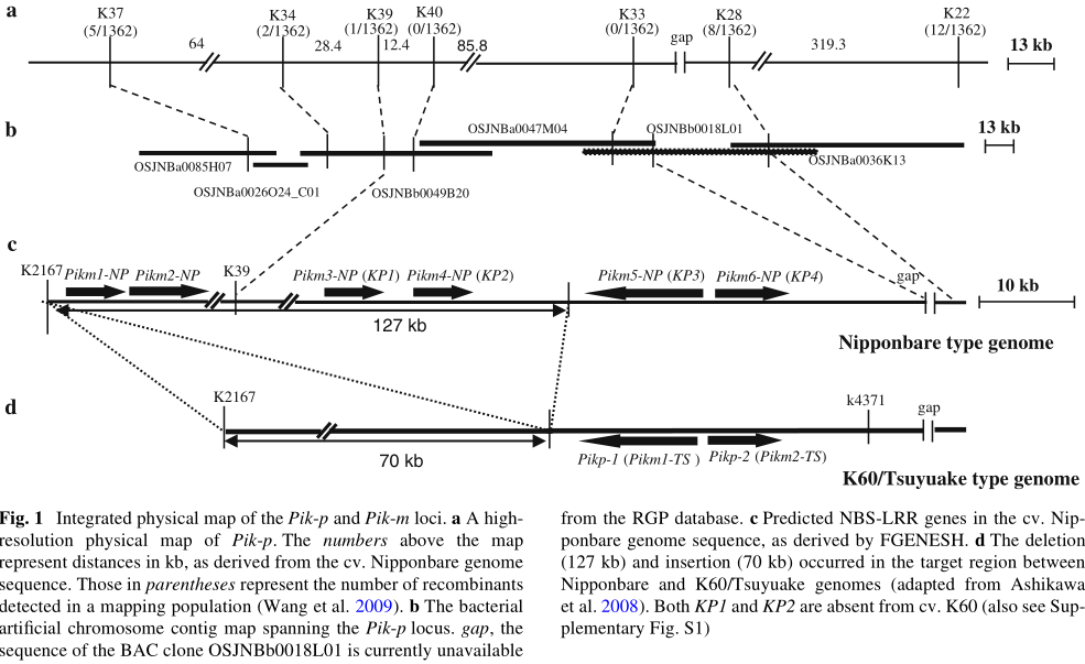 Pik-p-Fig. 1.png