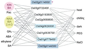 Different issue effect Os04g0629300 and other rice SNF2 grnes.jpg