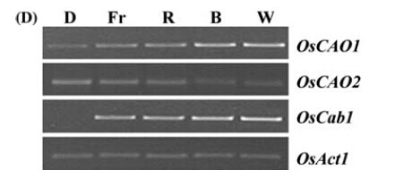 Figure 9.Expression levels were determined in 4-day-old dark-grown wild-type seedlings after exposure to various light sources. D, darkness; Fr, far-red light; R, red light; B, blue light; W, white light.