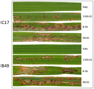 Figure 4. Blast symptoms of rice.png