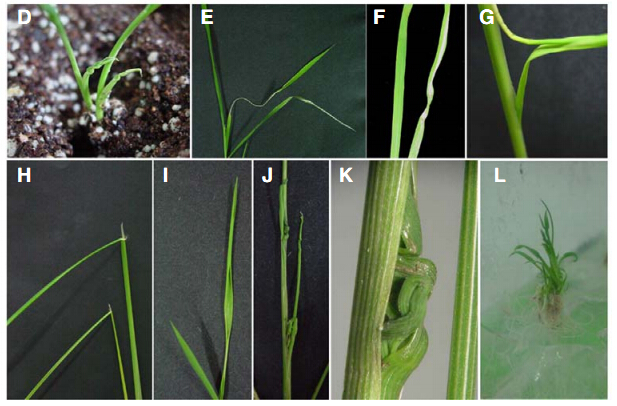 File:Abnormal leaf features seen in the OSBAK1RNAi plants.jpg