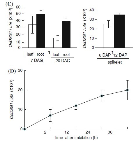 File:OsDSG1 Real-time PCR.jpg