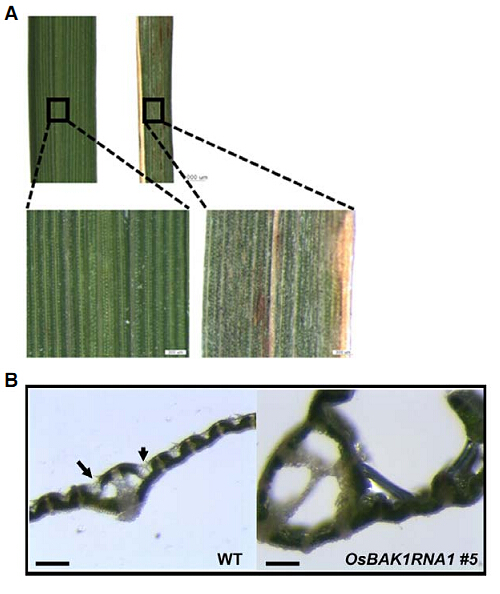 File:Defective leaf development of OsBAK1 RNAi plants.jpg