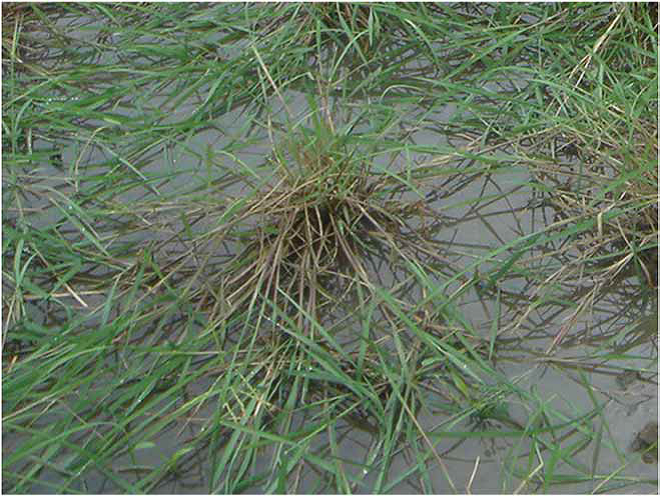 File:Wild rice (O. rufipogon)..png