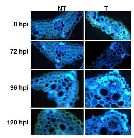 Effect of blast inoculation on deposition of Callose and other.png