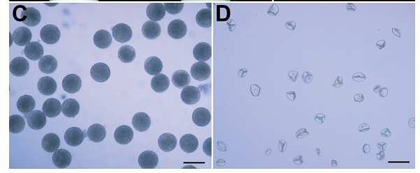 Figure C and D.jpg