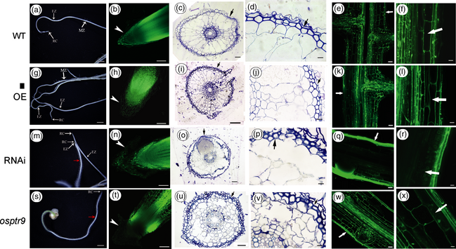 File:Shijc-Os06g0706400-Fig2.png