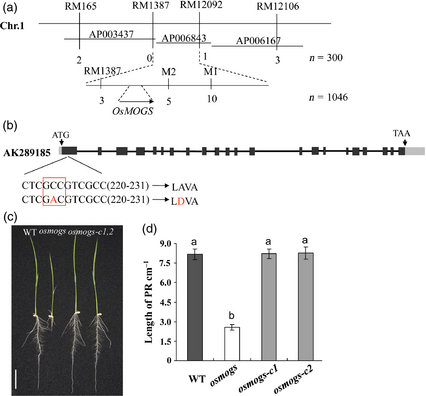File:Shijc-Os01g0921200-Fig4.png