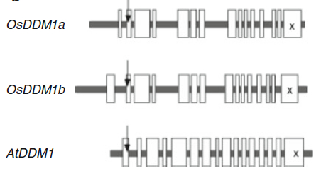 File:Osddm1a.jpg