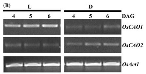 Figure 6.Expression levels of OsCAO1 and OsCAO2 in seedlings 4, 5, and 6 d after germination; DAG grown under continuous light L or darkness D.