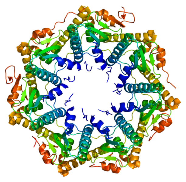 612px-Protein CLPP PDB 1tg6.png