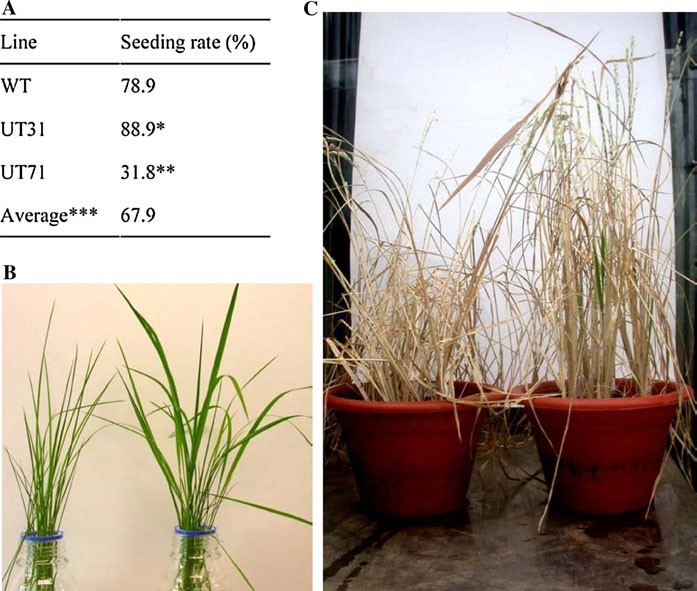 File:OSRIP18 transgenic1.jpg
