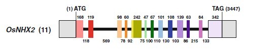 File:OsNHX2 Genomic organization.jpg