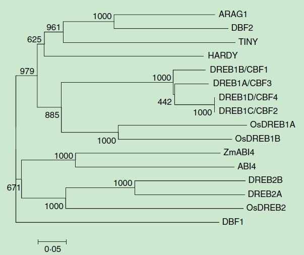 File:ARAG1 Phylogenetic1.jpg