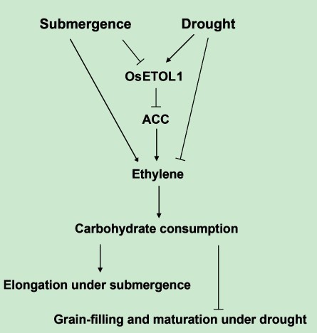 File:OsETOL1 Working model1.jpg
