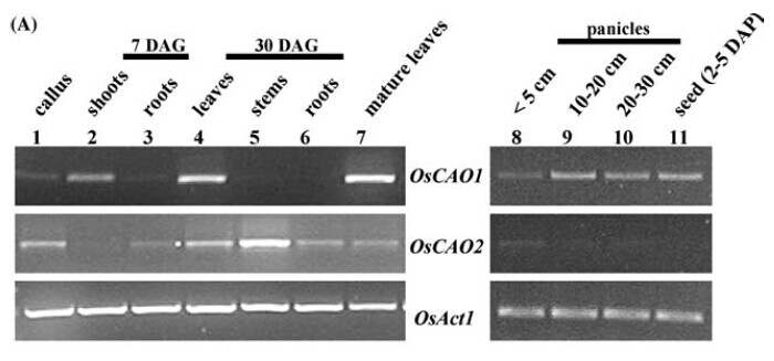 Figure 5.PCR was performed with cDNA prepared from various vegetative and reproductive organs: 1, calli; 2 and 3, shoots and roots of 7-day-old seedlings; 4, 5, and 6, leaves, stems and roots from 30-day-old plants; 7, fully expanded mature leaves at the flowering stage; 8, panicles <5 cm long; 9, panicles between 10 and 20 cm; 10, panicles between 20 and 30 cm; 11, immature seeds 2 to 5 d after pollination. Rice actin1 OsAct1 transcript was amplified as control.
