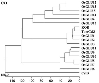 File:OsGLU1-4.jpg