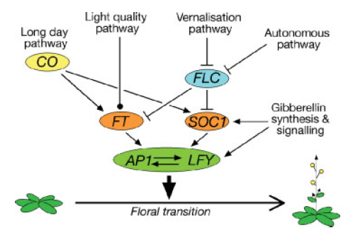 File:Figa.jpg