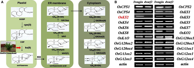 File:Shijc-Os04g0612000-Fig1.png