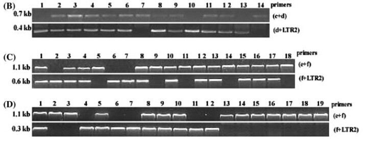 Figure 4.(B), ND1064 (C) and 1B-025-43 (D). LTR2 is the 3' region-specific primer of Tos17.