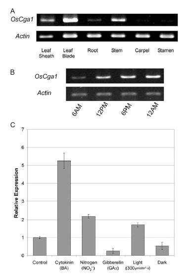 Figure3lym.jpg
