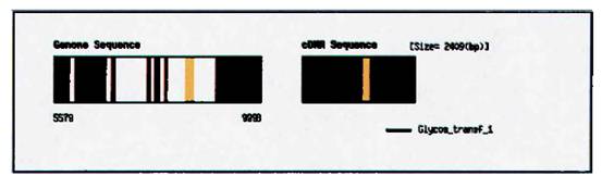 CDNA of alk.jpg