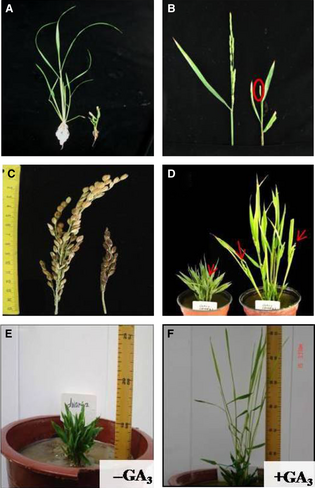 File:Shijc-Os04g0612000-Fig2.png