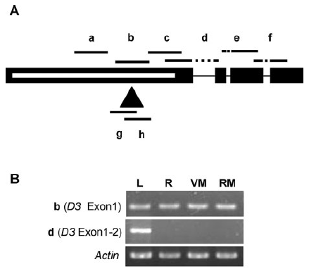 File:Os06g0154200-1.png
