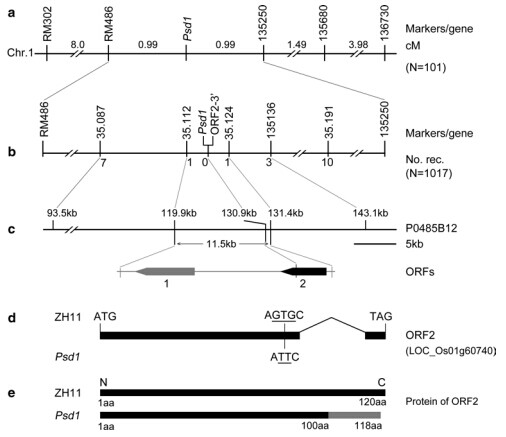 File:Genomic structure of the P1 locus .jpg