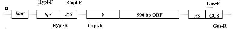 Development of gene construct used in plant transformation.png