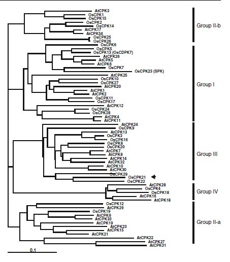File:OsCPK21 Phylogenetic1.jpg