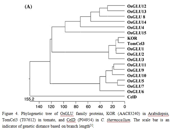 File:OsGLU1.4.jpg