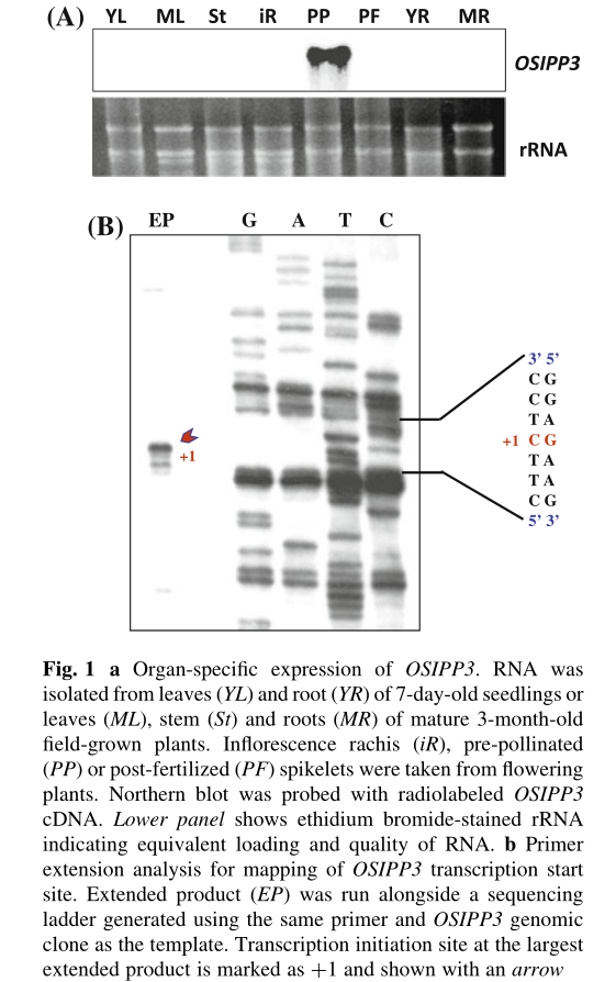 Fig.111.png