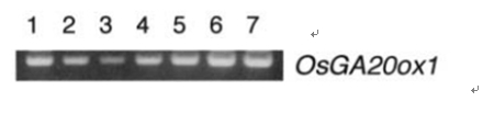 File:Fig.3 OsGA20ox1.jpg