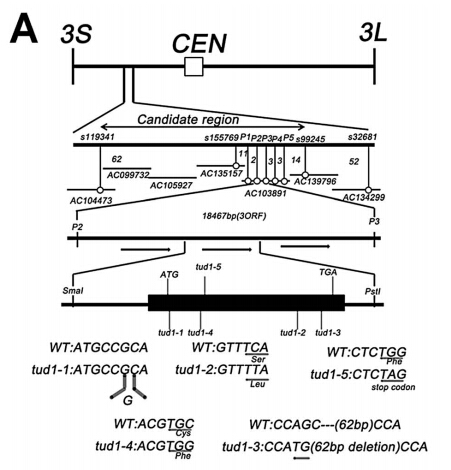 Figure6A.jpg