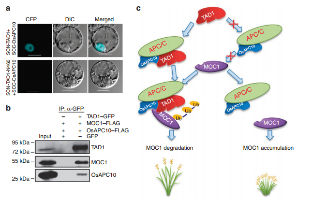 The APC C(TAD1) complex-mediated degradation of MOC1.png