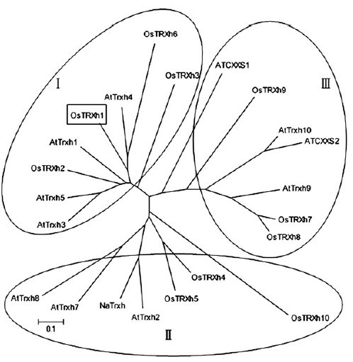 File:OsTRXh1 3.jpg