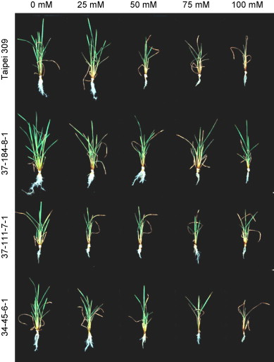 Performance of OsSUT1 anti-sense lines in response to increasing salt concentrations.