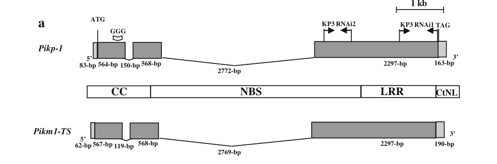 Pik-p-Fig. 2.png