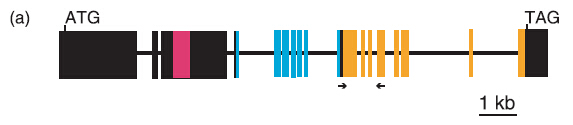 File:Schematic representation of ROS1a.jpg