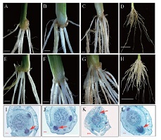 Adventitious roots in OsPIN1 transgenic plants.jpg