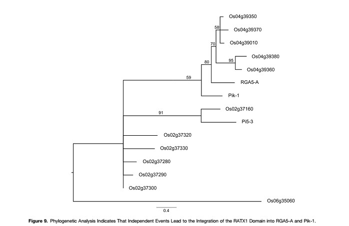 Phylogenetic analysis.jpg
