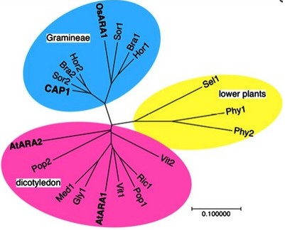 Phylogenetic tree of CAP1 and related proteins in plants.jpg