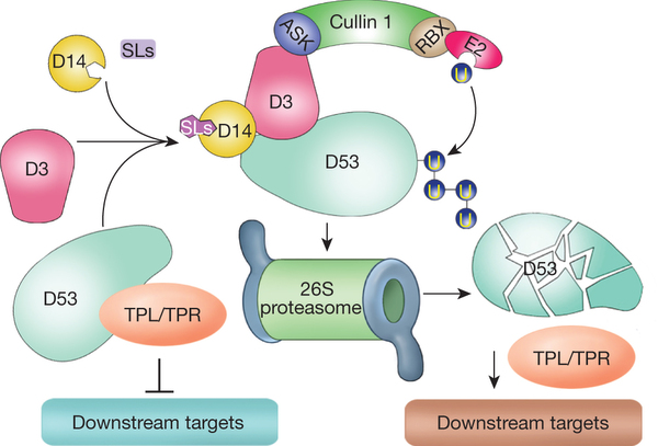 A proposed model of D53 action.jpg