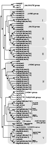 Phylogenetic.jpg