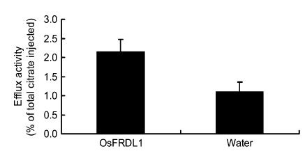 File:Os03g0216700-6.png